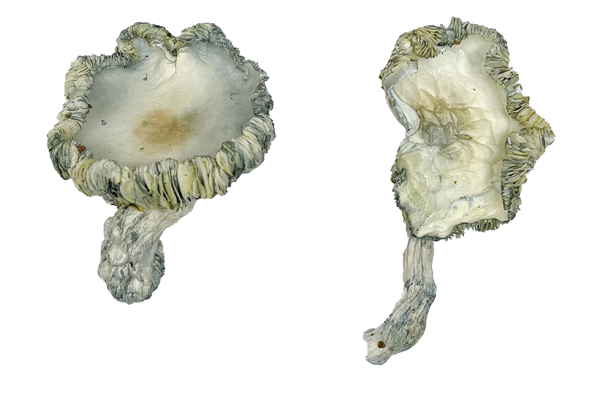 Buy Albino Roller-Coaster Magic Mushrooms Online | Magic Mushrooms Dispensary