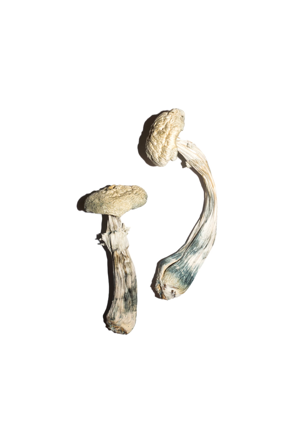 Buy Avery’s Albino Magic Mushrooms Online | Magic Mushrooms Dispensary