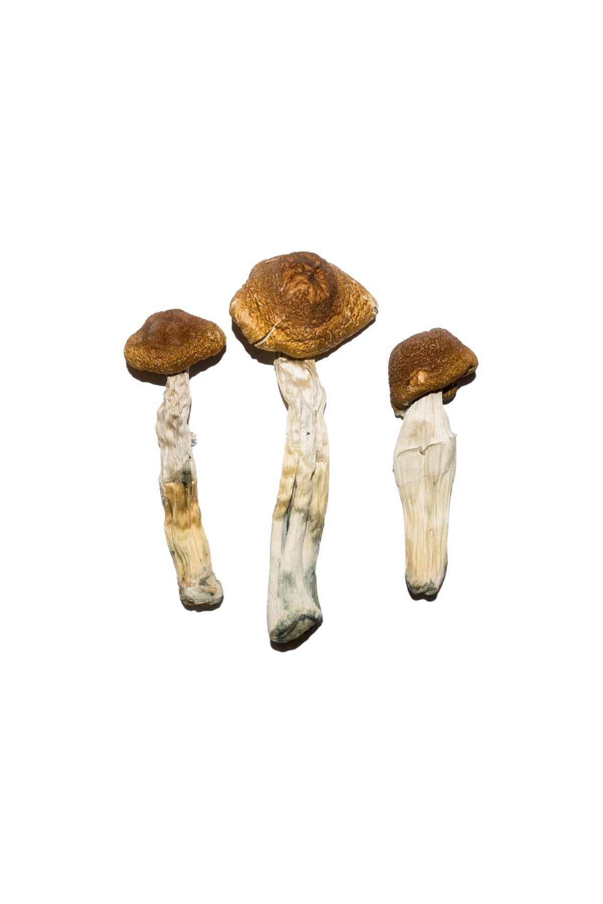 Buy Brazilian Magic Mushrooms Online | Magic Mushrooms Dispensary