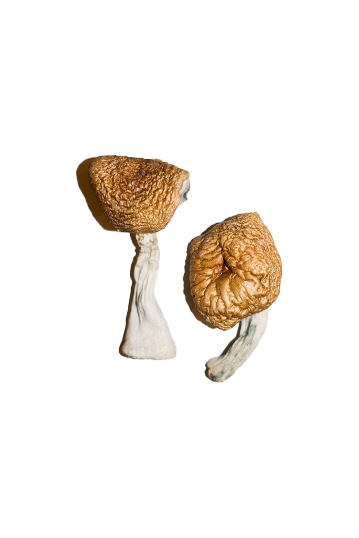 Buy Burmese Magic Mushrooms Online | Magic Mushrooms Dispensary