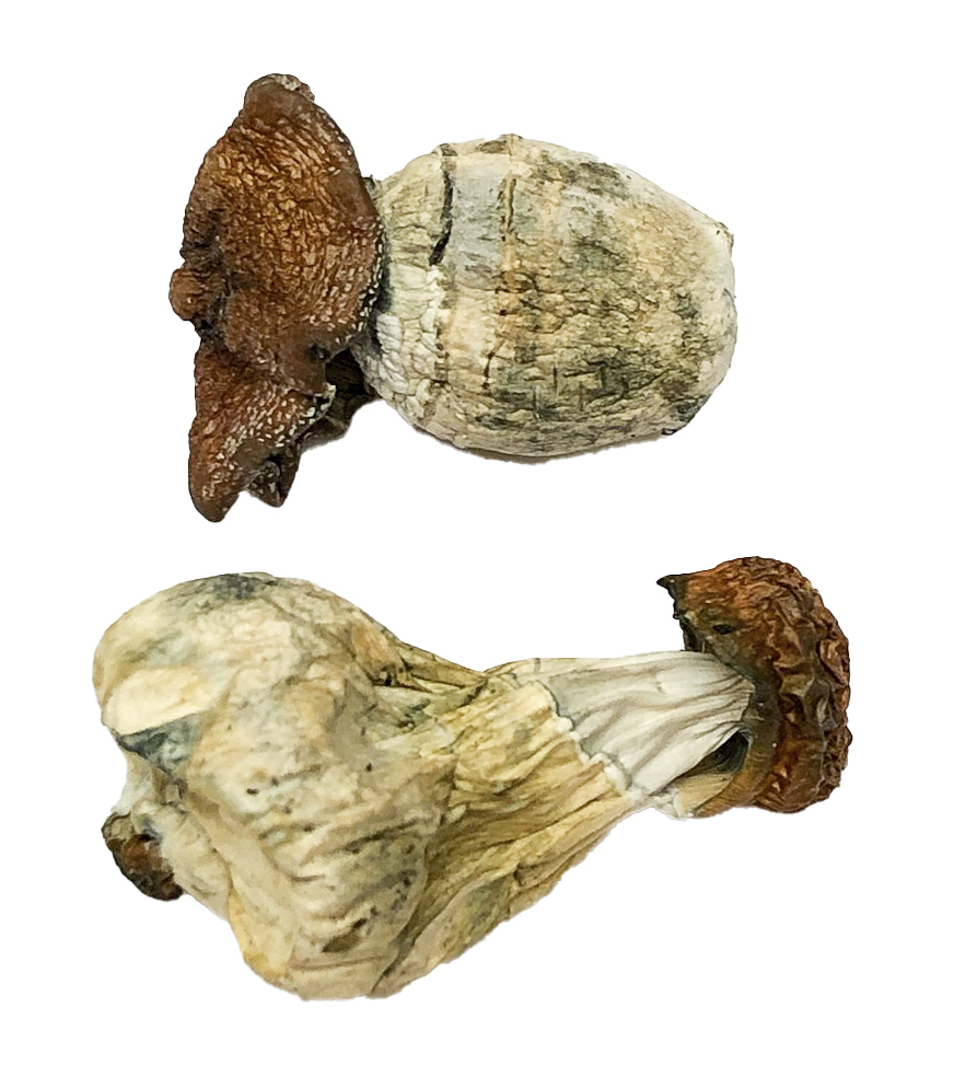 Buy Dino Egg Magic Mushrooms Online | Magic Mushrooms Dispensary