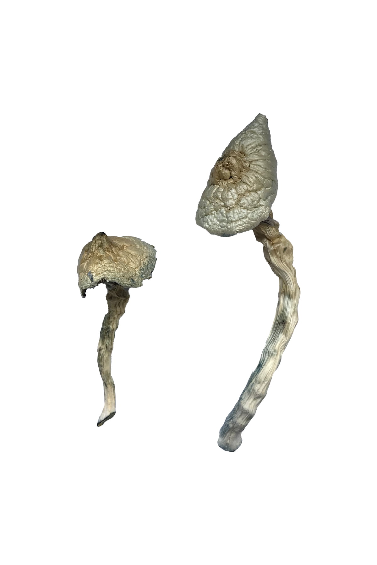 Buy Great White Monster Magic Mushrooms Online | Magic Mushrooms Dispensary