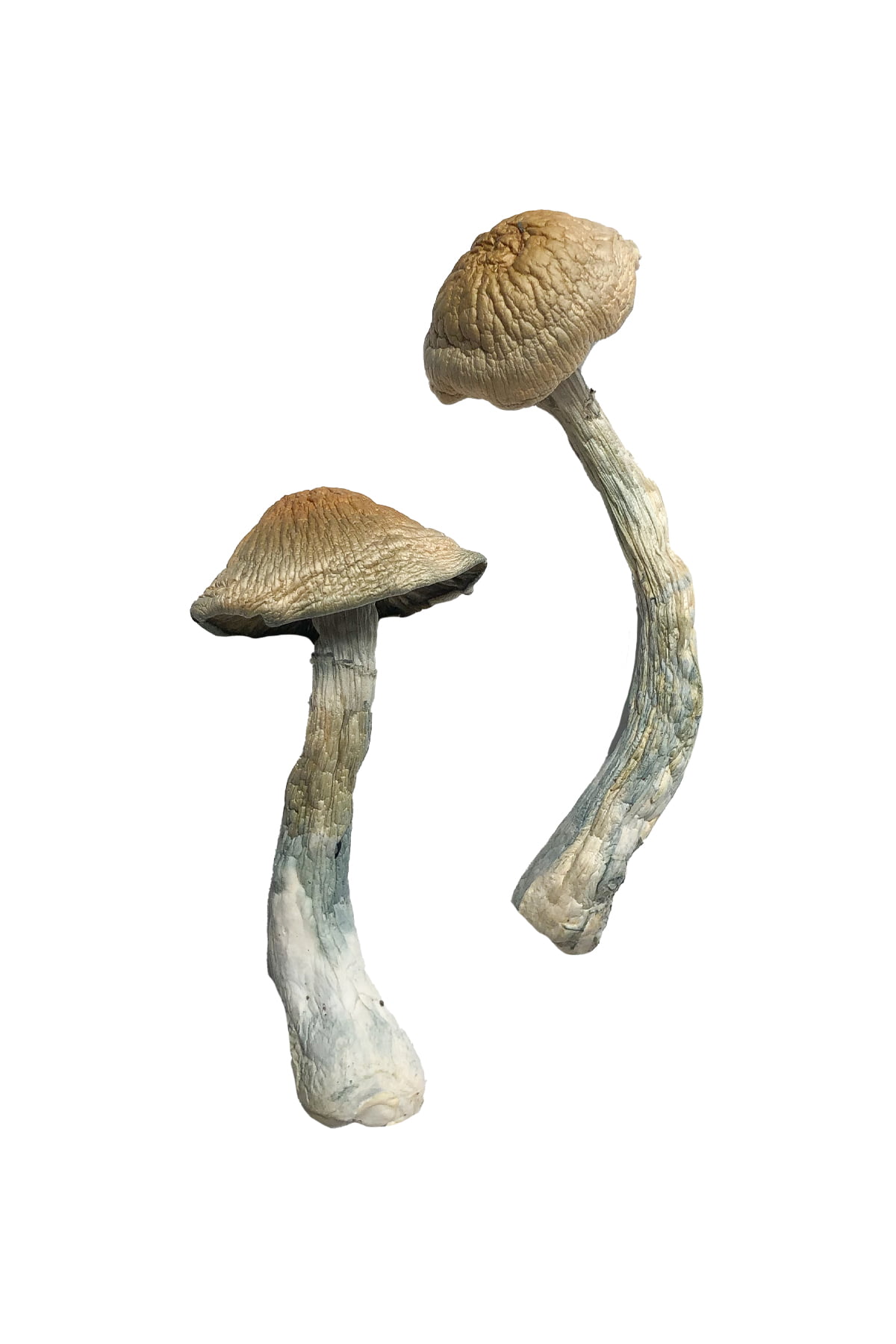 Buy HillBilly Magic Mushrooms Online | Magic Mushrooms Dispensary