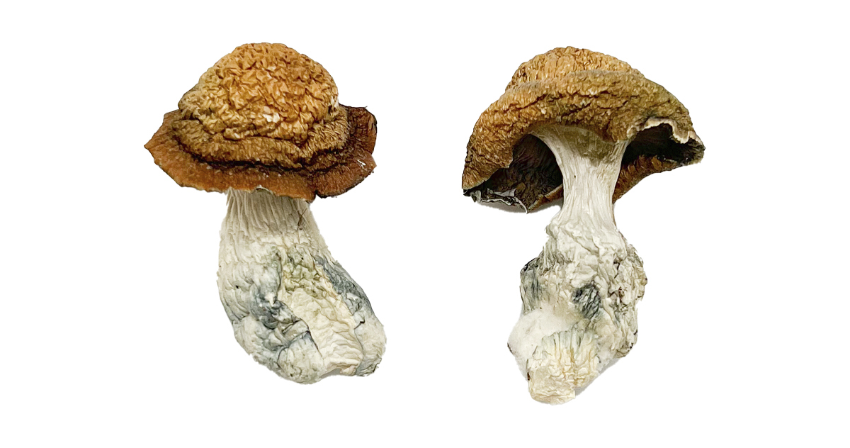 Buy Makilla Gorilla Magic Mushrooms Online | Magic Mushrooms Dispensary